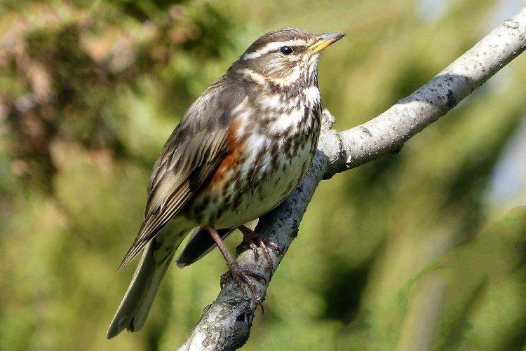 Grives - photo d'oiseau