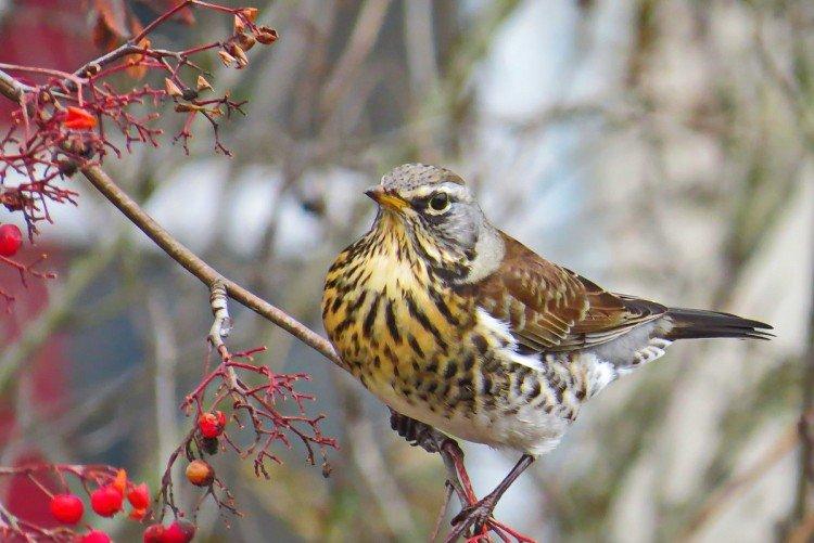 Grives - photo d'oiseau