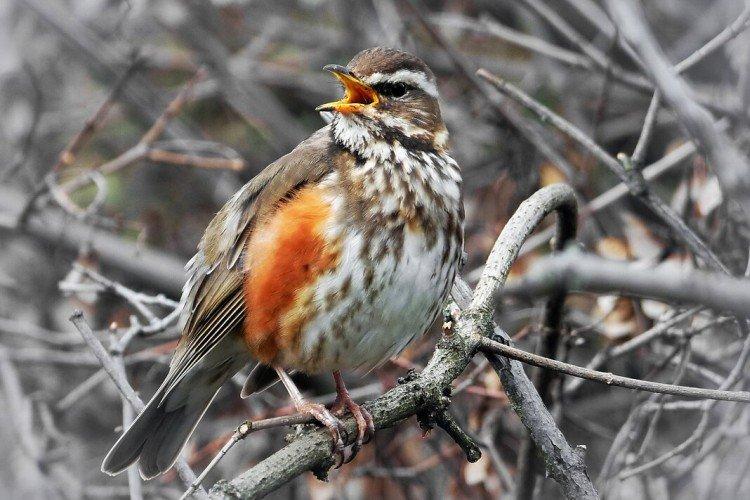 Grives - photo d'oiseau