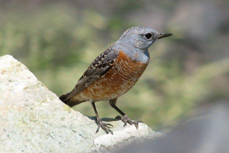 Grives - photo d'oiseau