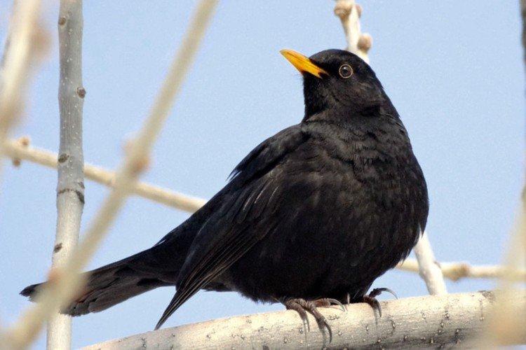 Grives - photo d'oiseau