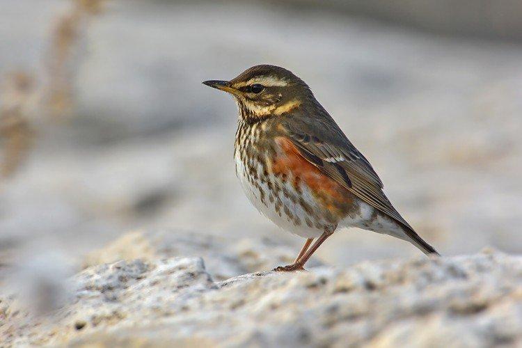 Grives - photo d'oiseau