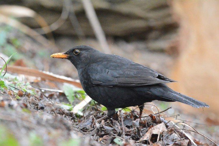 Grives - photo d'oiseau