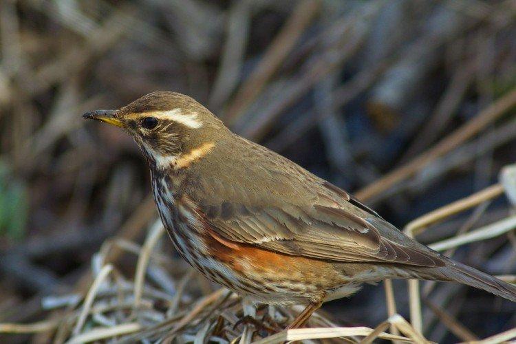 Grives - photo d'oiseau