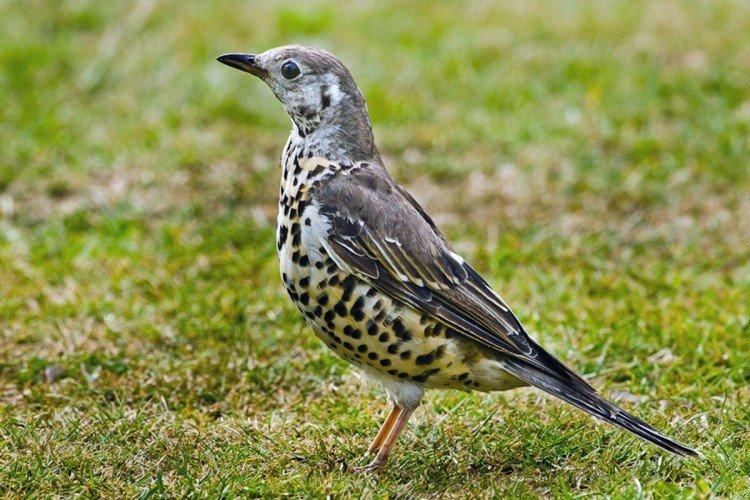 Grives - photo d'oiseau