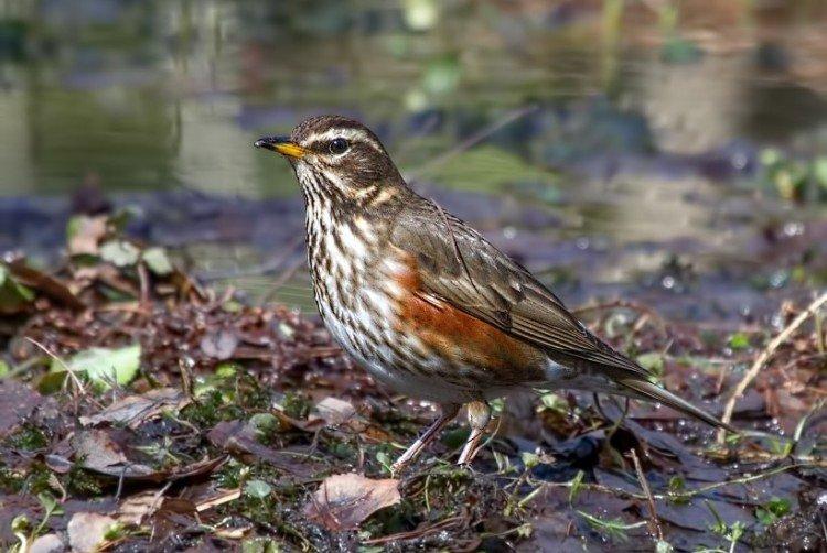 Grive à sourcils blancs