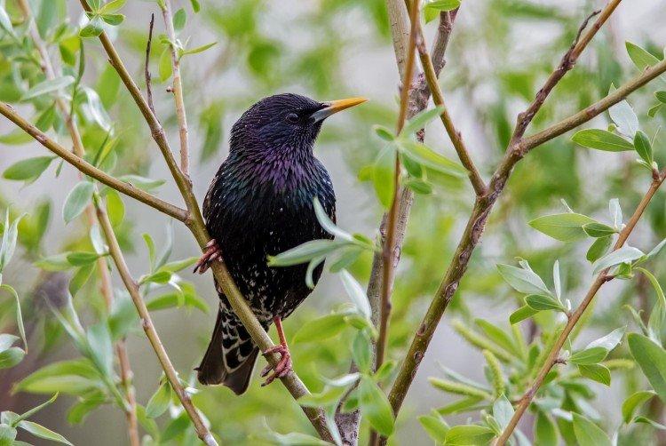 Rester en captivité