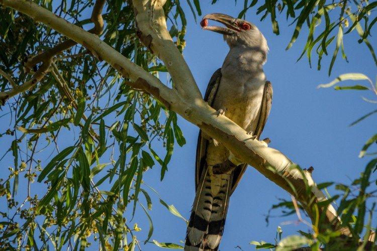 Coucous - photo d'oiseau