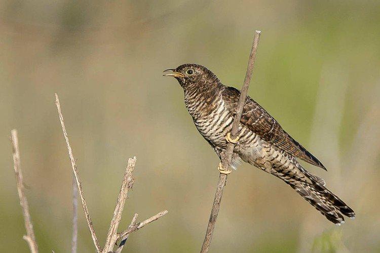 Coucou mâle et femelle : différences