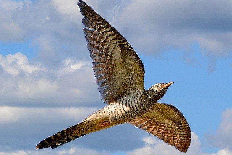 Coucous - photo d'oiseau