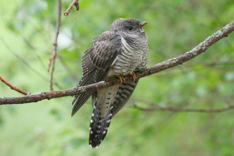 Coucous - photo d'oiseau