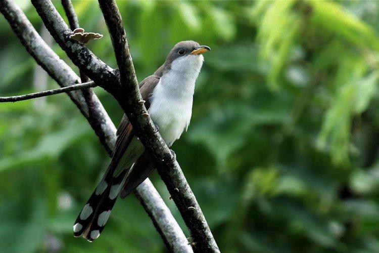Coucous - photo d'oiseau