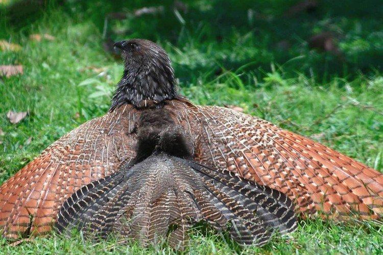 Coucous - photo d'oiseau
