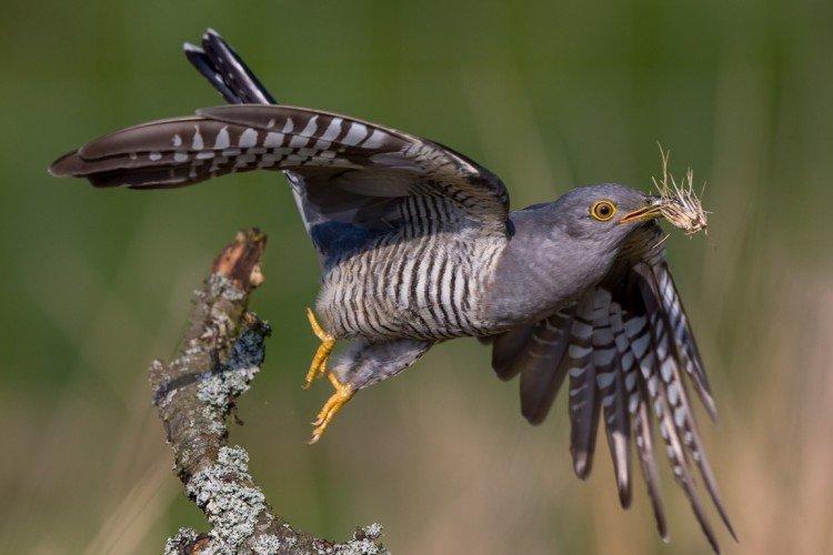 Coucous - photo d'oiseau