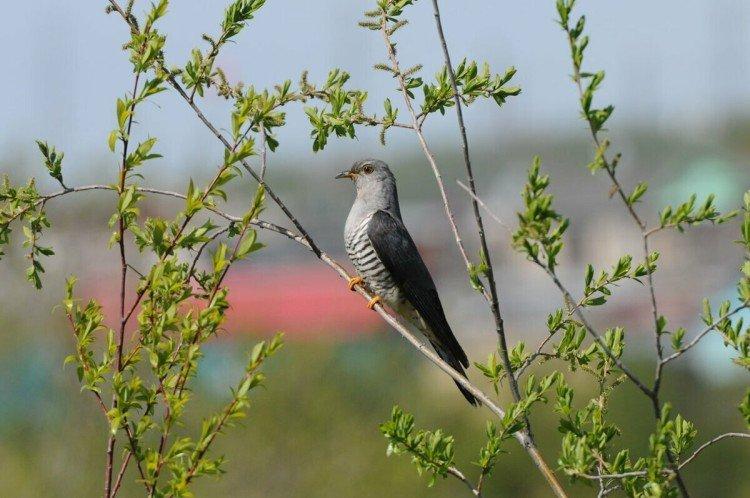Coucous - photo d'oiseau