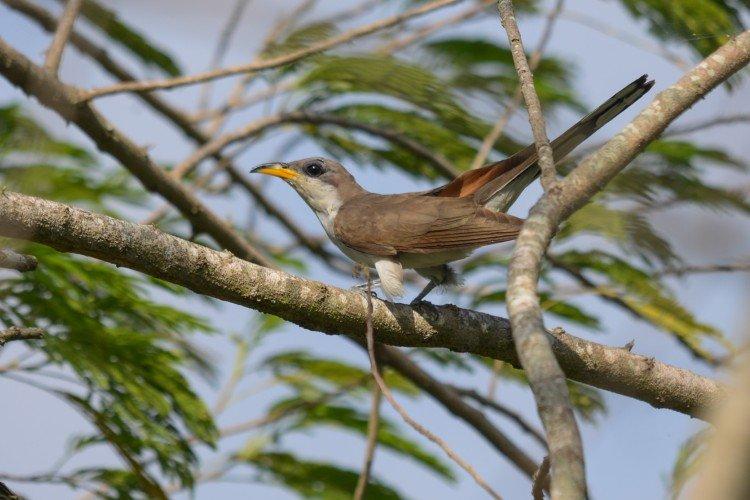 Coucous - photo d'oiseau