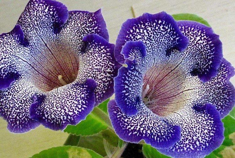 Gloxinia
