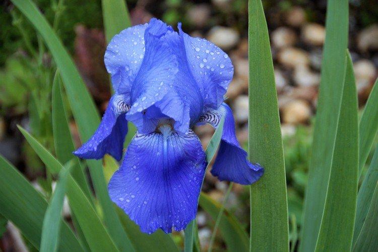 Iris
