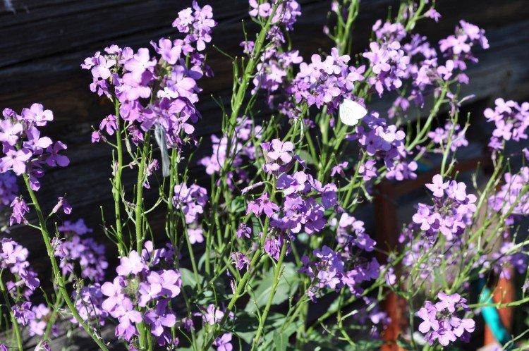 Ravageurs et maladies du matthiola