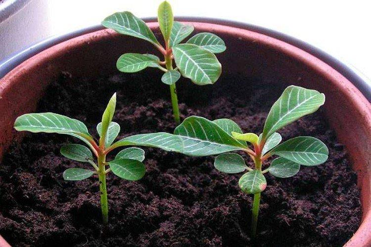 Plantation et sélection