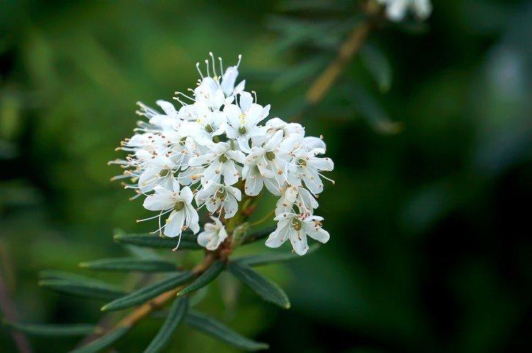 Plantation et sélection