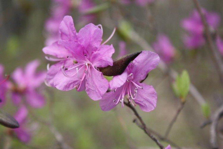 Ravageurs et maladies du romarin sauvage