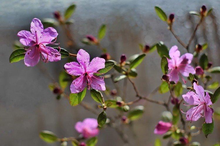 Utiliser le romarin sauvage dans le jardin