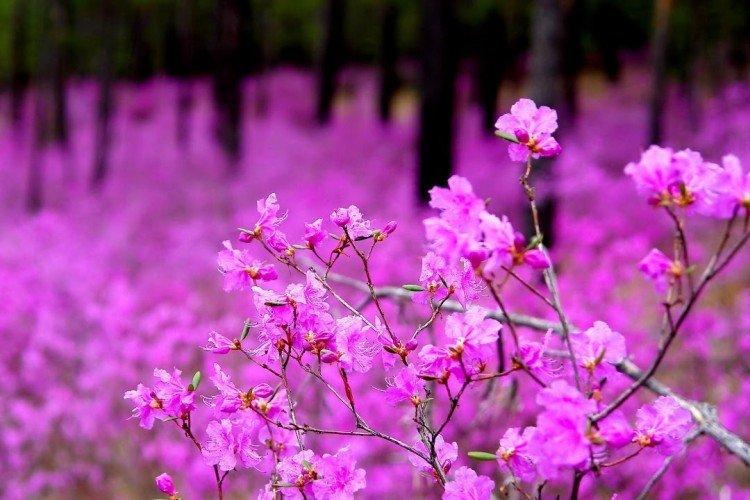 Romarin sauvage de Transbaïkalie