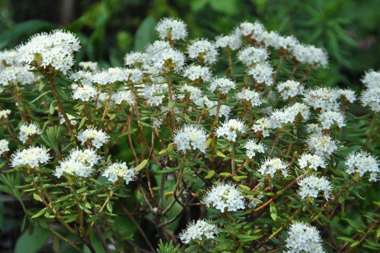 Romarin sauvage du Groenland