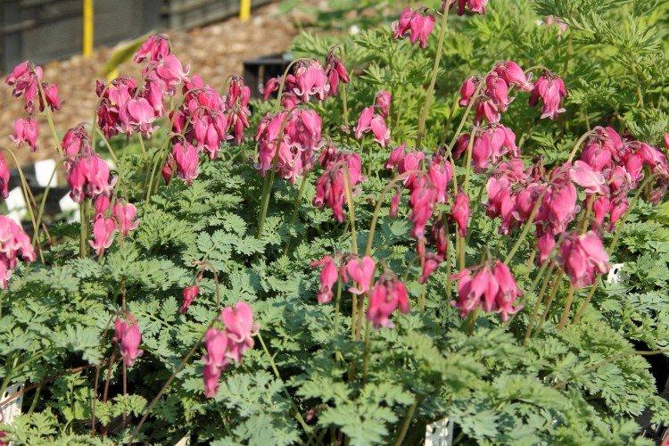 Engrais et alimentation