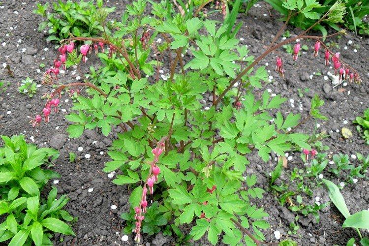 Plantation et sélection