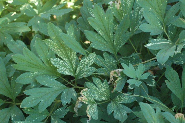 Lutte contre les parasites et les maladies