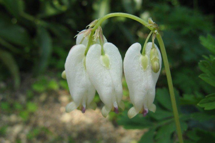 Fleur Coeur Brisé - photo