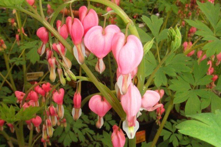 Fleur Coeur Brisé - photo