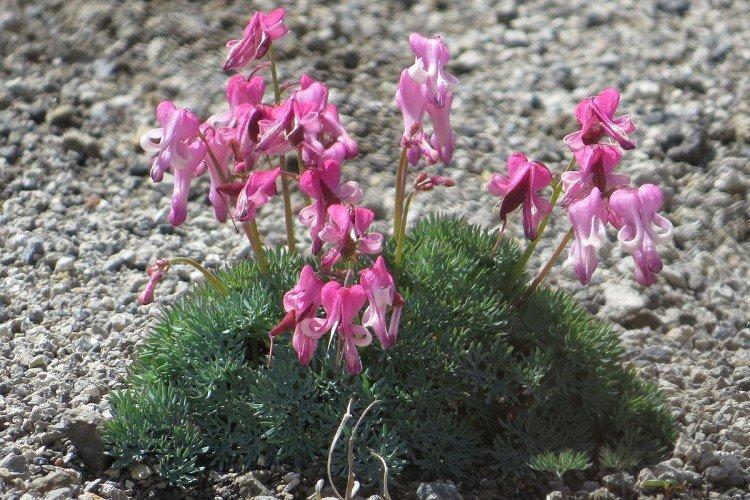 Fleur Coeur Brisé - photo