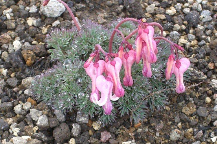 Fleur Coeur Brisé - photo