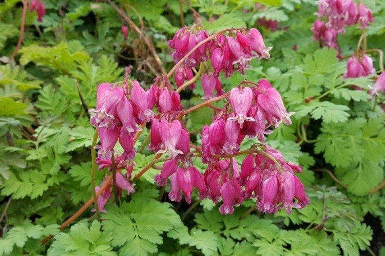 Fleur Coeur Brisé - photo