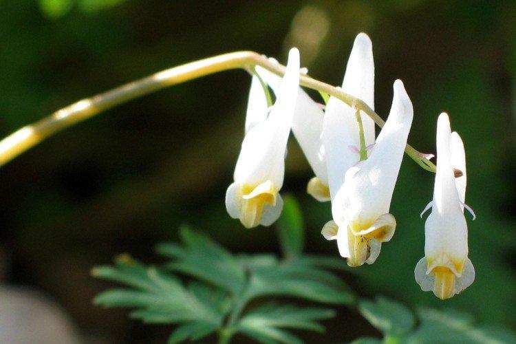 Fleur Coeur Brisé - photo