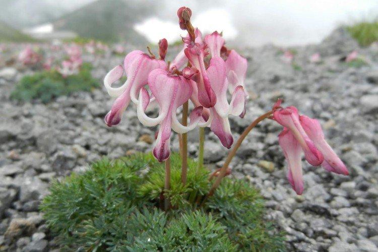 Fleur Coeur Brisé - photo