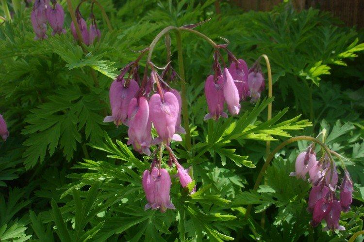 Fleur Coeur Brisé - photo