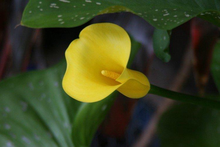 Engrais et alimentation