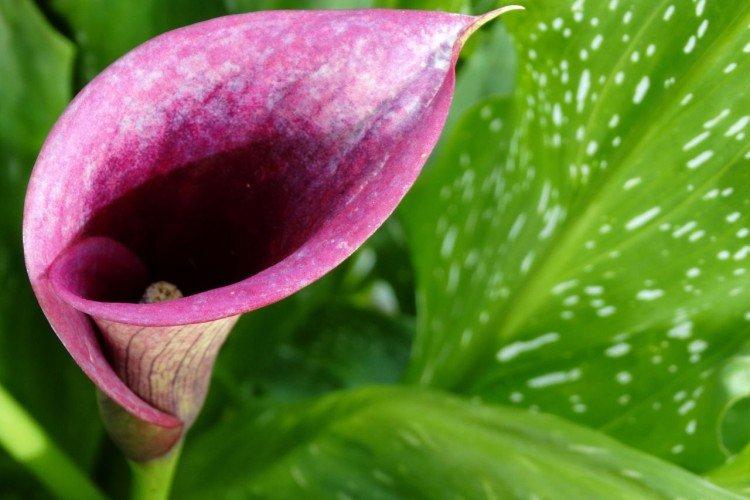 Lys calla après la floraison