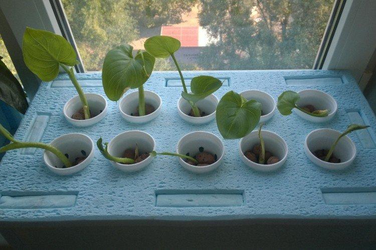 Plantation et sélection