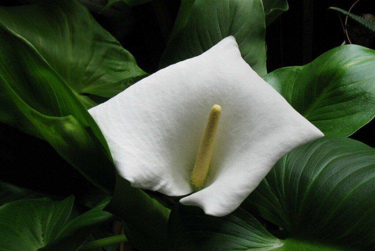 Ravageurs et maladies du calla