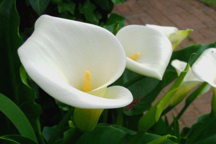 Calla éthiopien