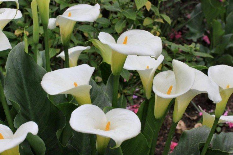 Calla parfumé