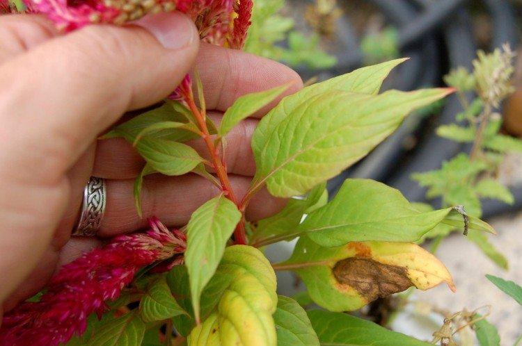 Ravageurs et maladies de la cellose