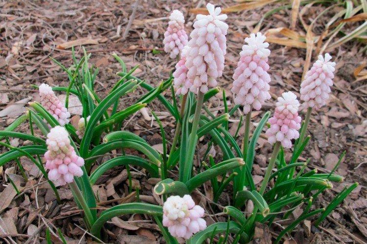 Stockage des ampoules