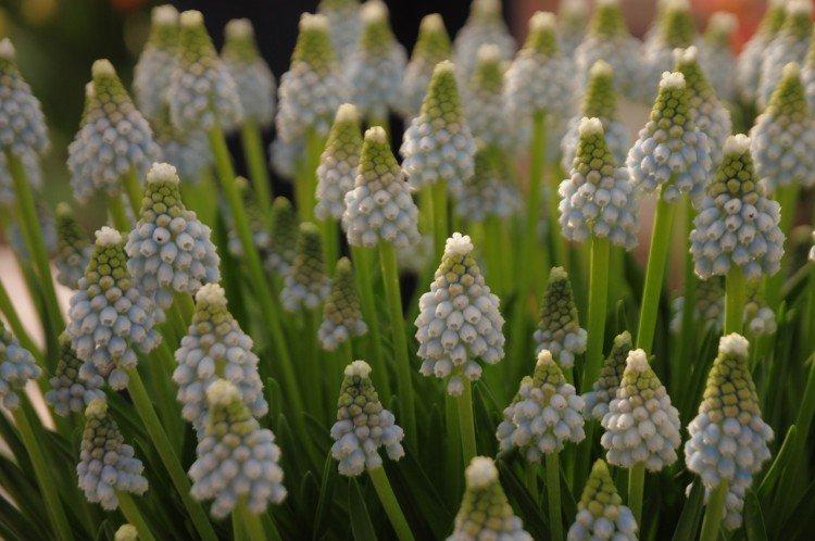 Muscari - photo