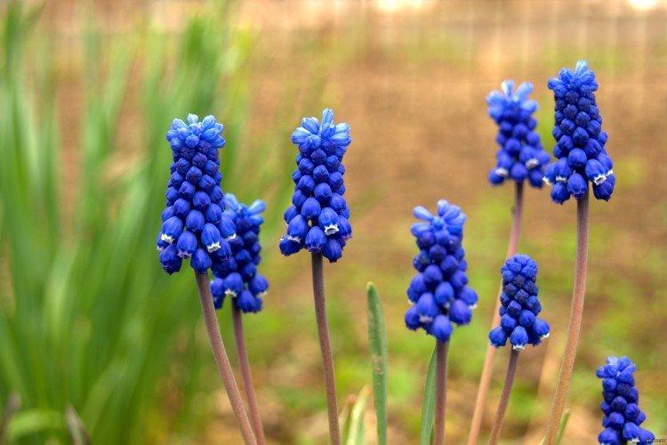 Muscari - photo